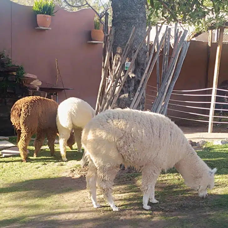 animal chaska paris accessoires mode baby algapa carre