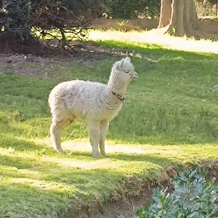 animal2 chaska paris accessoires mode baby algapa carre